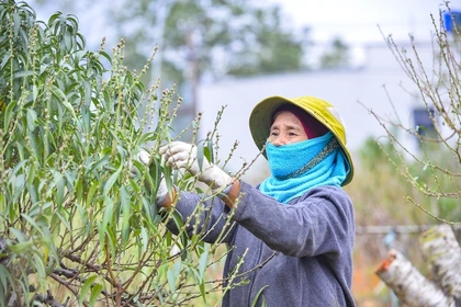 “Thủ phủ” đào phai lớn nhất xứ Thanh tất bật xuống lá đón Tết